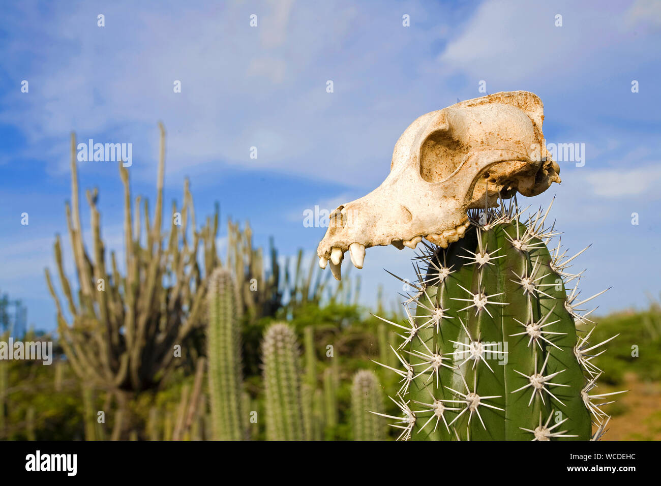 Imbianchiti teschio di capra su un cactus (Cactaceae), Washington Slagbaai National Park, STINAPA, Bonaire, Antille olandesi Foto Stock