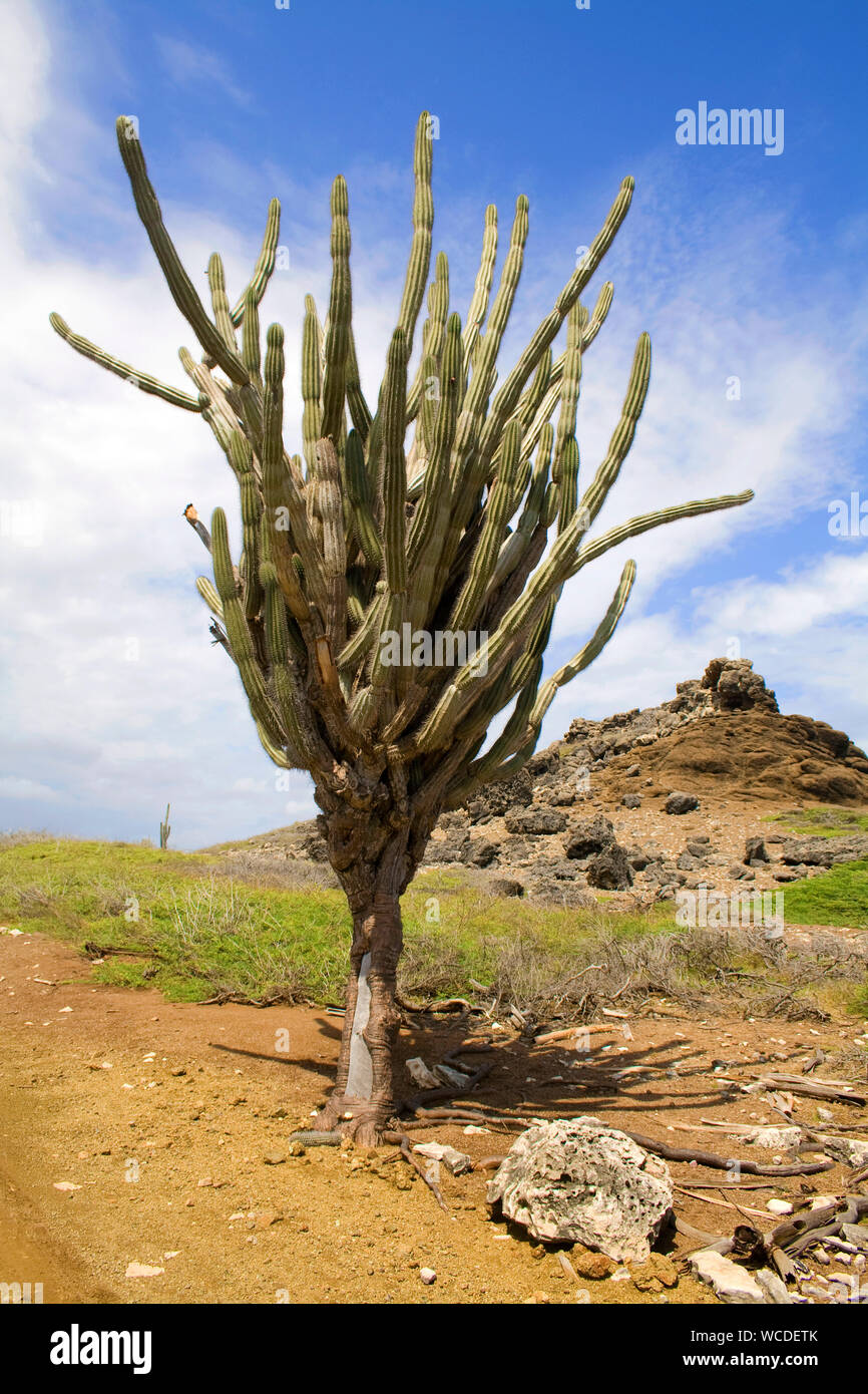 Enorme di cactus (Cactaceae) a Washington Slagbaai National Park, STINAPA, Bonaire, Antille olandesi Foto Stock