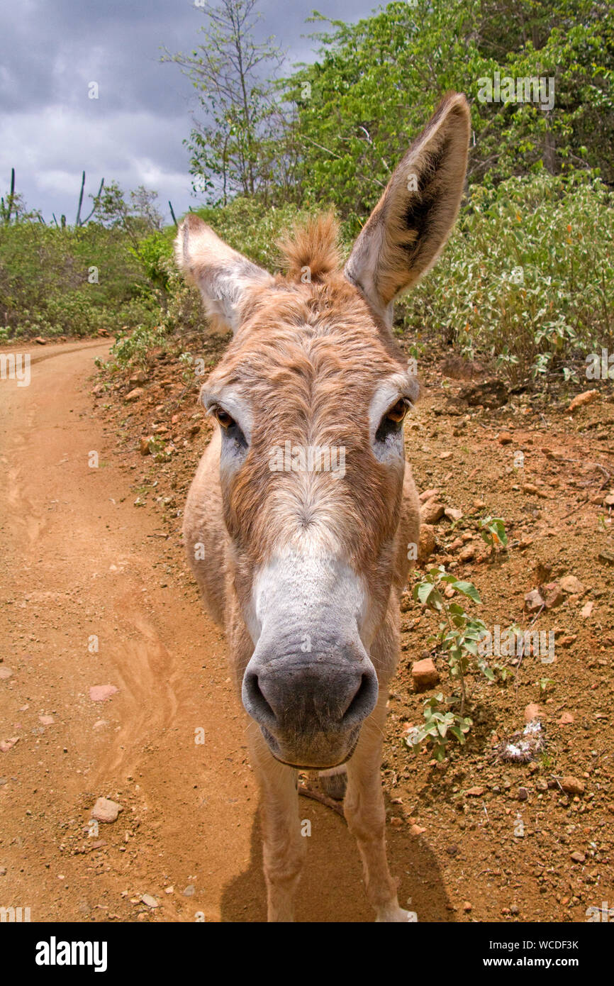 Asino selvaggio a Washington Slagbaai National Park, STINAPA, Bonaire, Antille olandesi Foto Stock
