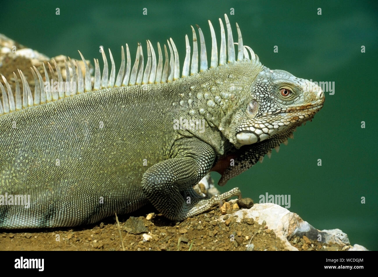 Verde (Iguana Iguana iguana), dappertutto per trovare su Bonaire, Antille olandesi Foto Stock