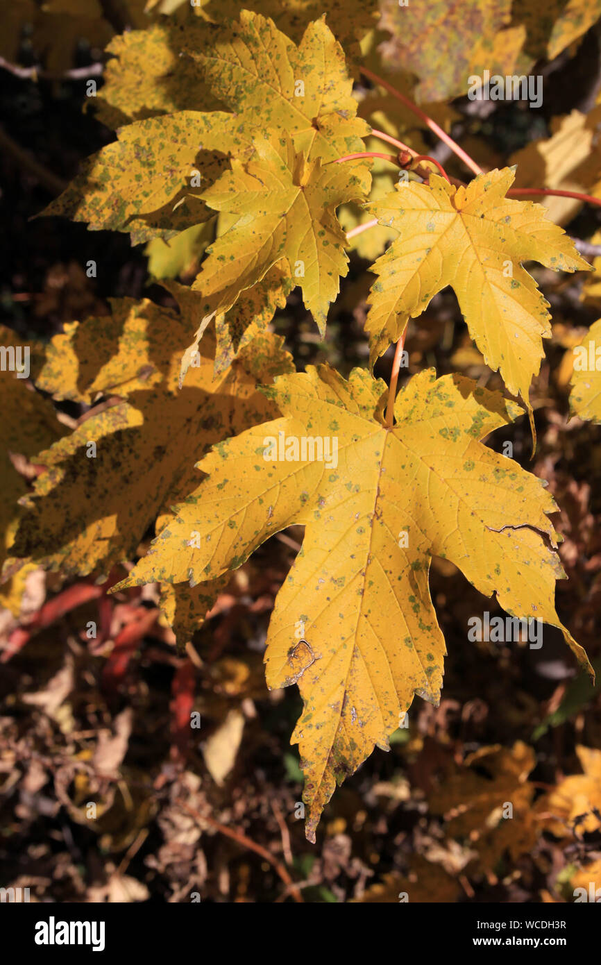 Autunno colorato di foglie di acero Foto Stock