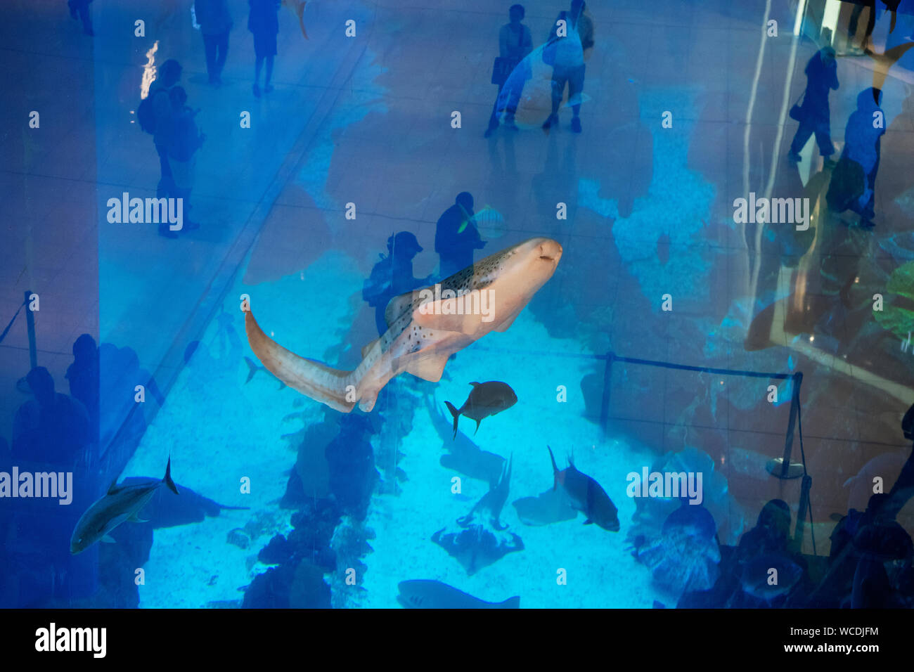 L'immagine di turista in acquario nel centro commerciale di Dubai, UAE Foto Stock