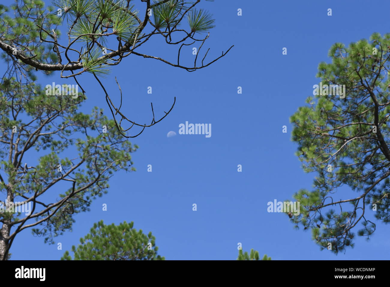 Vista di pino rami e luna contro un cielo blu. Foto Stock