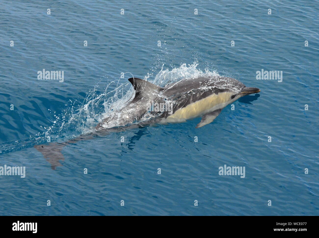 Breve becco delfino comune (Delphinus delphis) vicino Isola Bianca, Nuova Zelanda Foto Stock