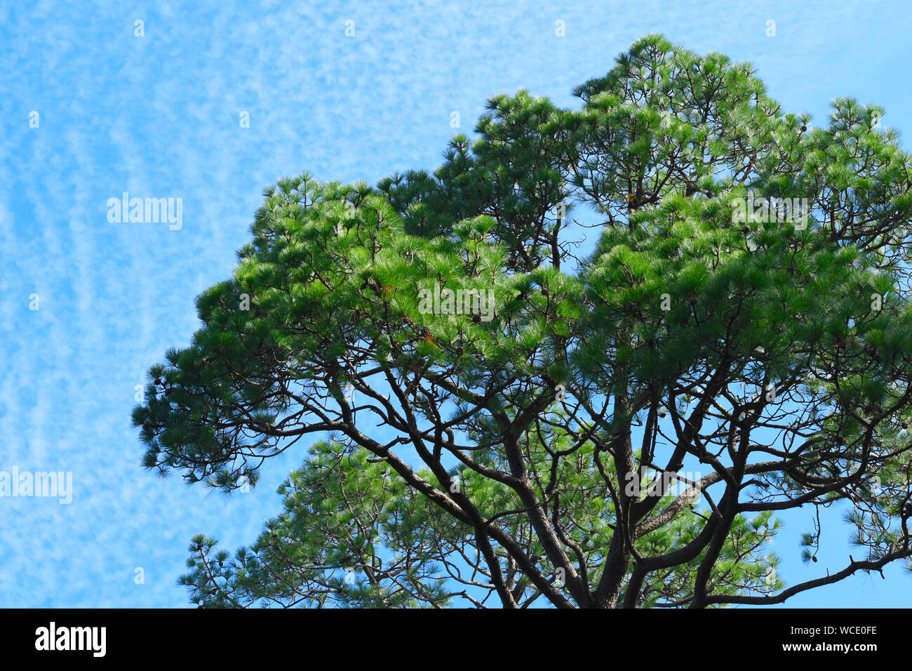 Un pino contro un cielo blu. Foto Stock