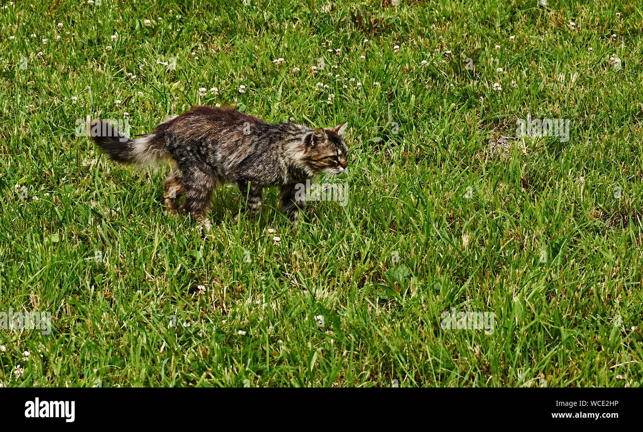 Cat camminare sull'erba.L'adulto fluffy cat di un colore grigio-colore fumè con cautela si muove su una bassa erba. La posa è tesa, guardando la preda Foto Stock