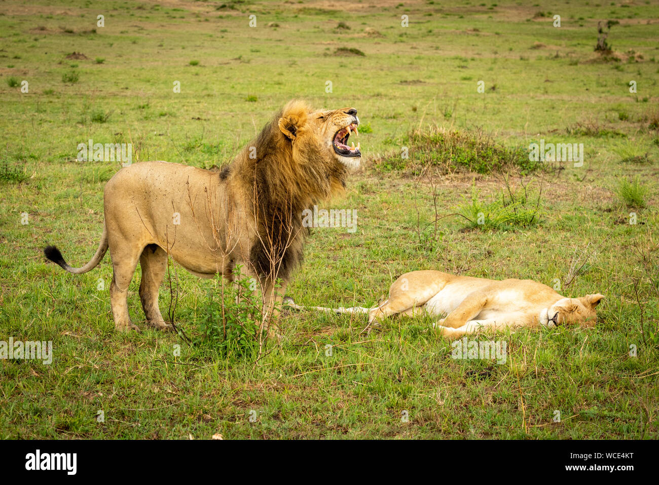 Leone maschio bares denti in piedi di fronte a LEONESSA Foto Stock