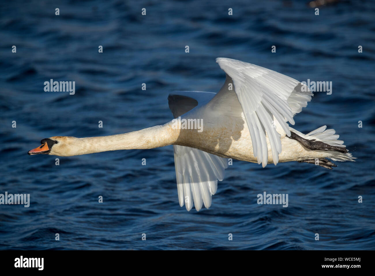 Cigno; Cygnus olor; volo; Regno Unito Foto Stock