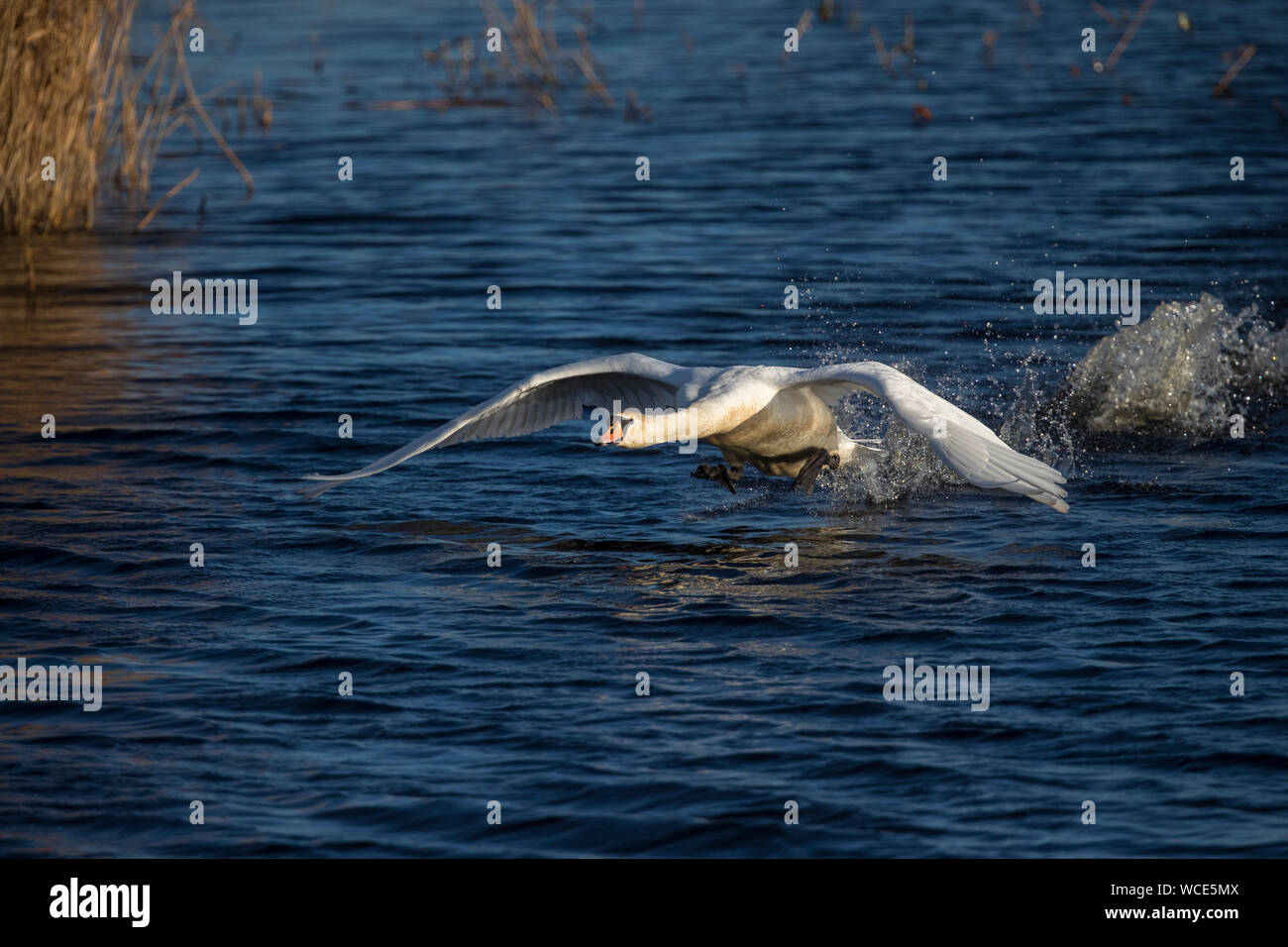 Cigno; Cygnus olor; decollo per il volo; Regno Unito Foto Stock