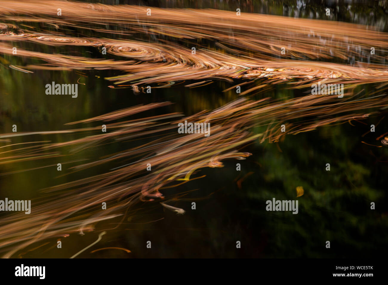 Pitlochry; foglie nel fiume Tummel; Scozia - UK Foto Stock