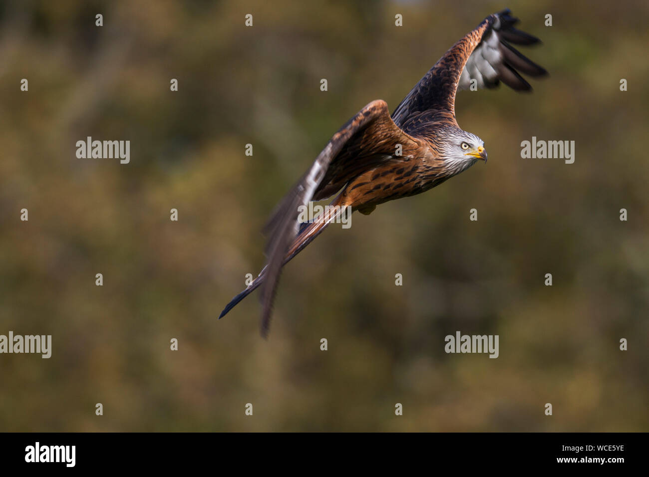 Aquilone rosso; Milvus milvus; volo; Regno Unito Foto Stock