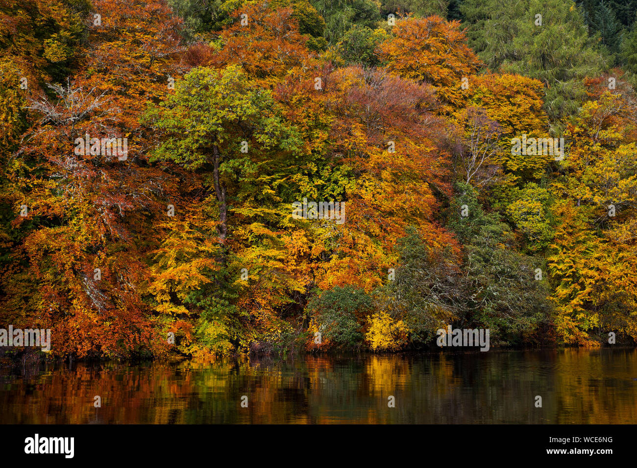 Linn di Tummel; autunno; la Scozia; Regno Unito Foto Stock