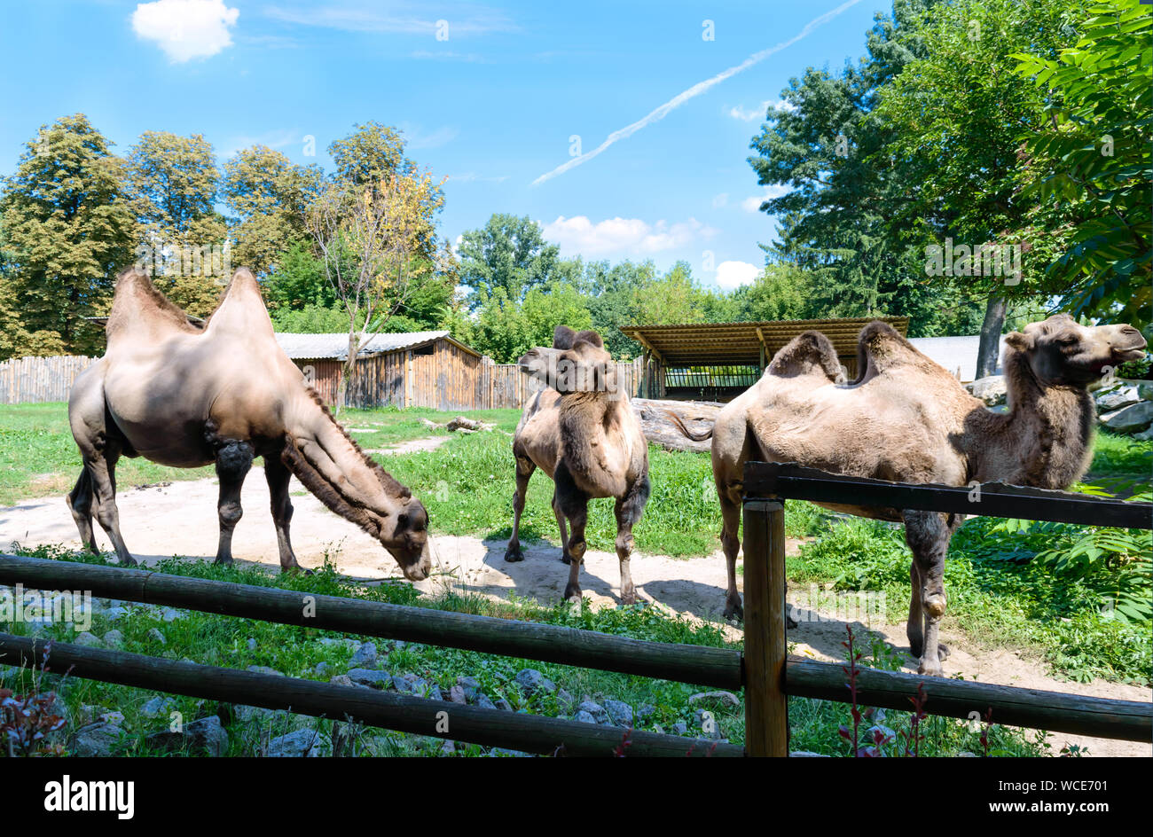 Bella divertente due-humped cammelli sono in piedi nel cortile del giardino zoologico. Vista laterale di una famiglia di cammelli Foto Stock