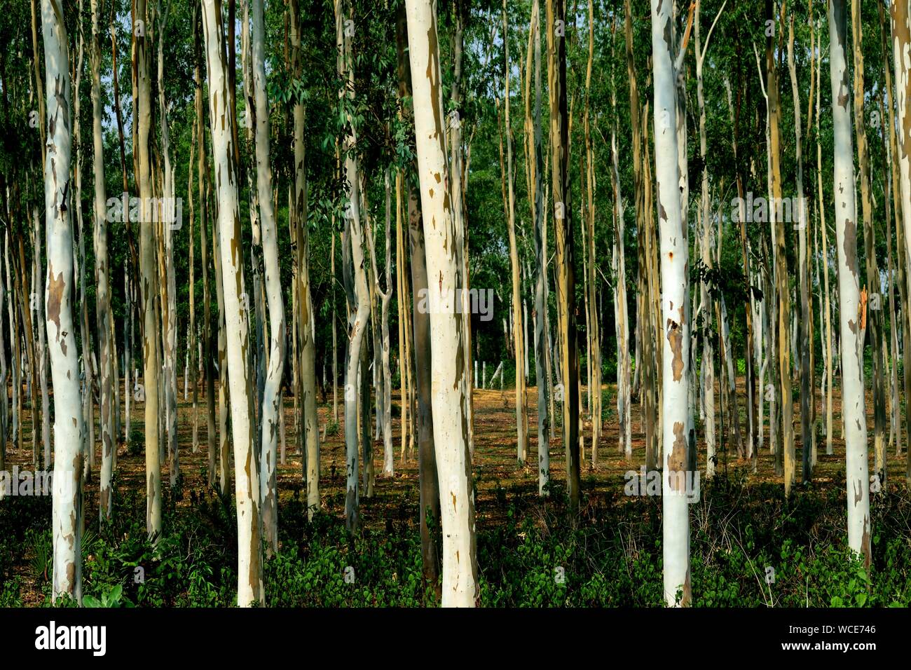 Una giornata di sole all'interno di eucalipto foresta verde. Foto Stock