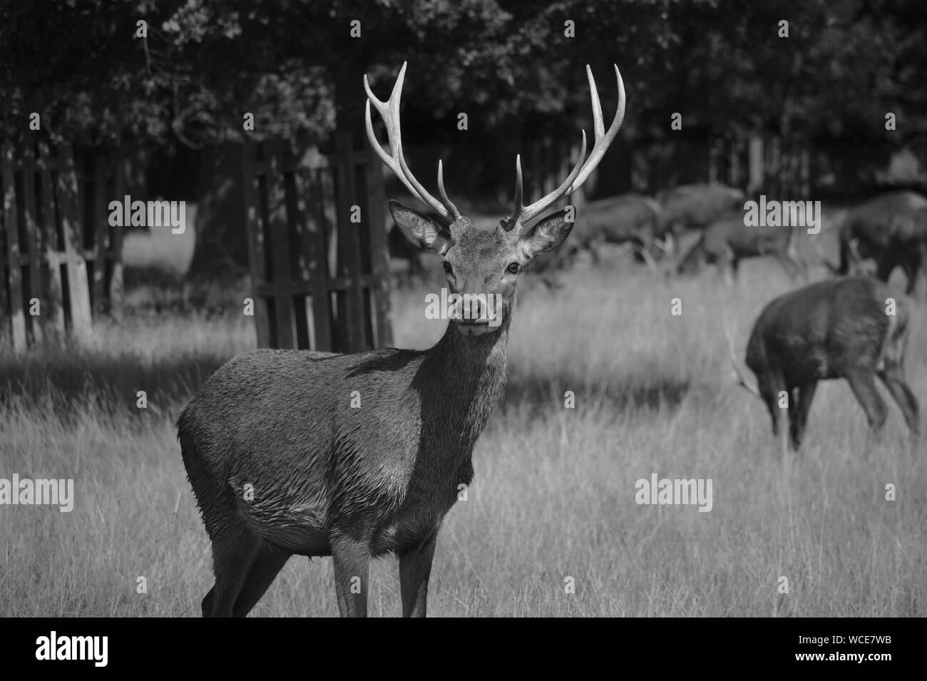 Cervi in Inghilterra Foto Stock