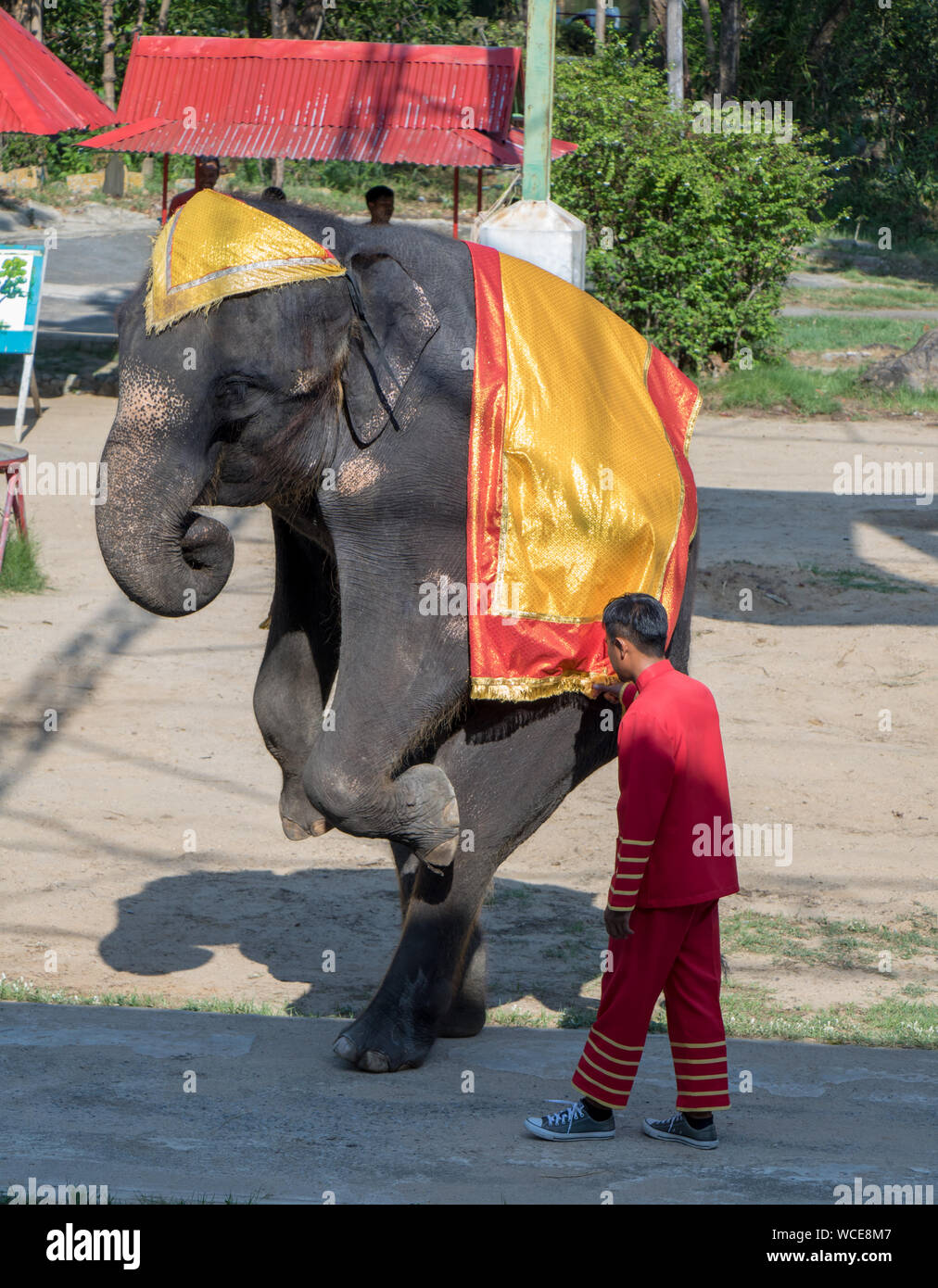 SAMUT PRAKAN, Thailandia, 18 maggio 2019, le prestazioni di un elefante addestrato in Thai Zoo. Tradizionale mostra con elefante a scena aperta. Foto Stock