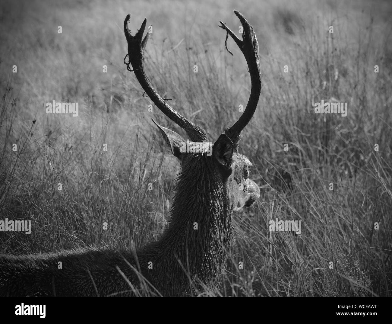 Cervi in Inghilterra Foto Stock