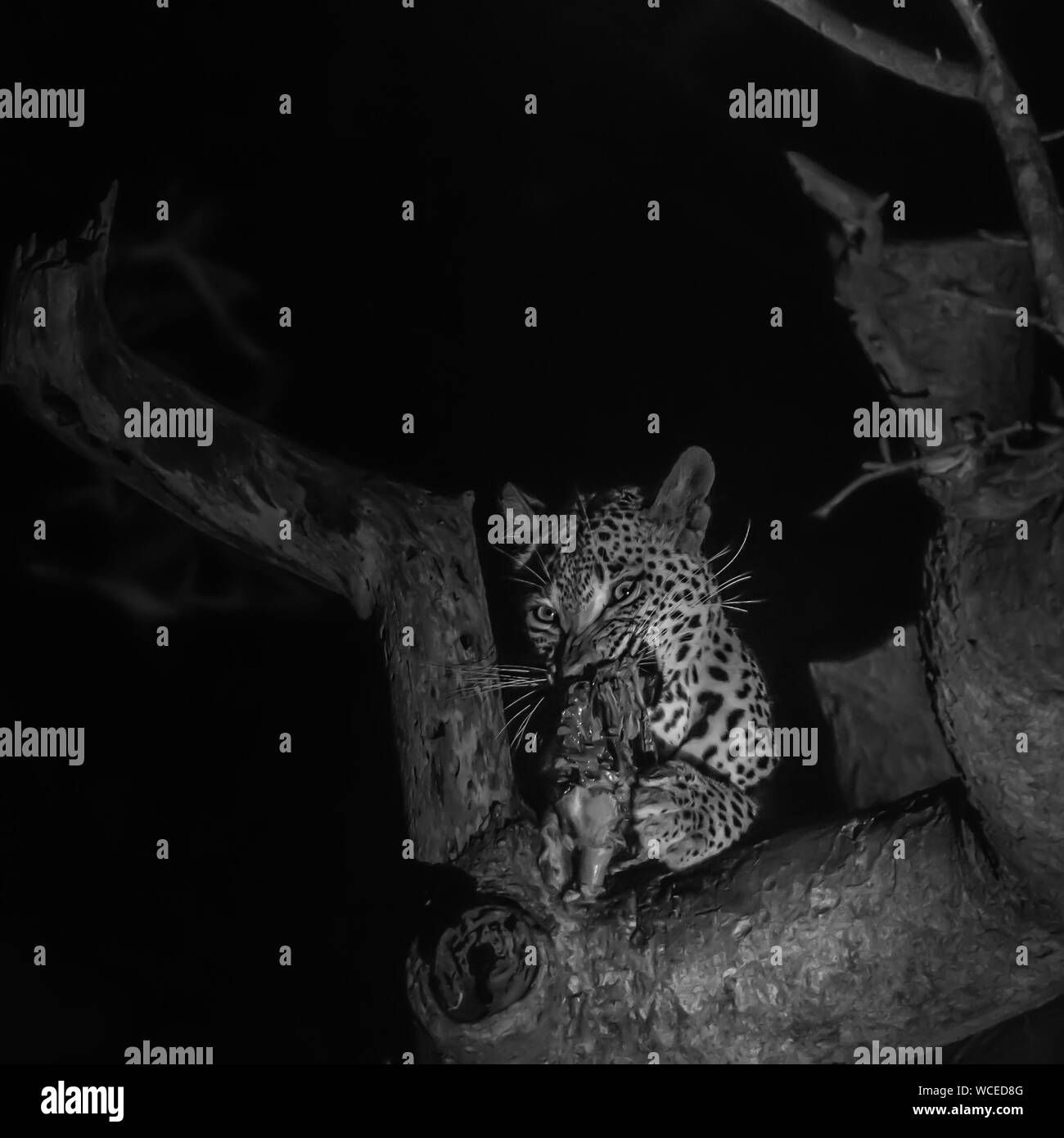 Leopard nella struttura ad albero di mangiare impala - bianco e nero Foto Stock