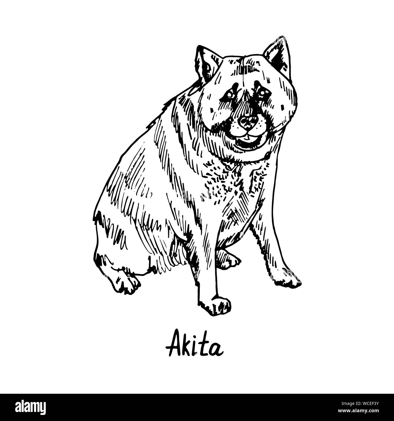 Cane di Akita (Akita-inu, giapponese Akita, ceppo americano) razza seduta, disegnati a mano doodle schizzo con iscrizione, isolato illustrat Foto Stock