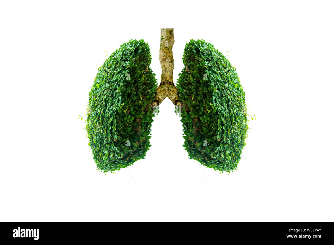 Polmone verde a forma di albero di immagini, concetti medici, autopsia, visualizzazione 3D e animali come un elemento Foto Stock