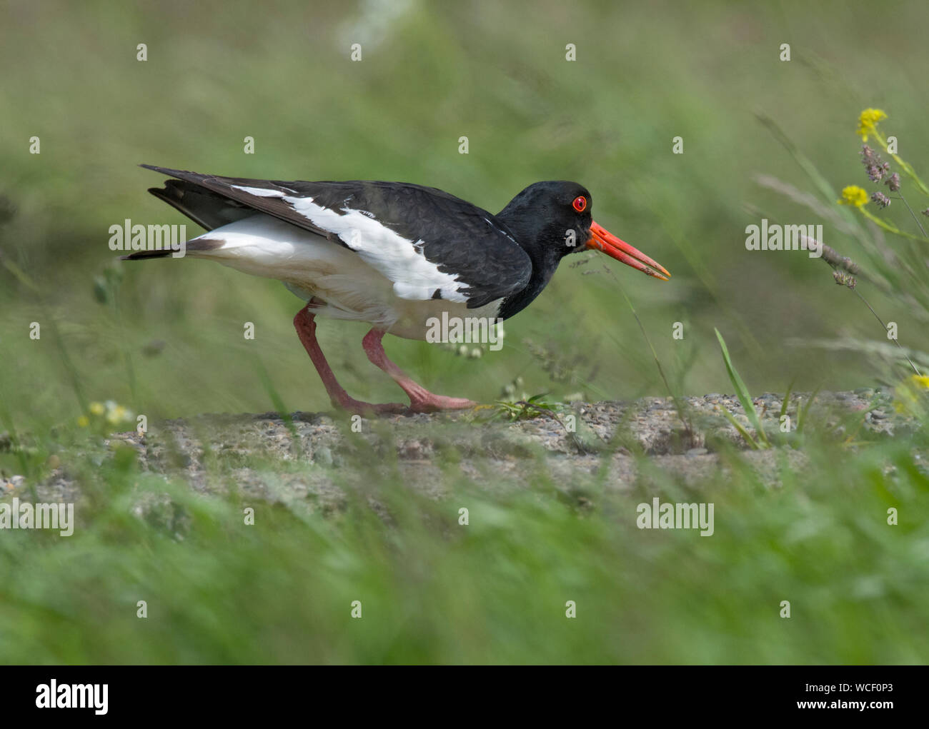 , OYSTERCATCHER Haematopus ostralegus, sorgeva su roccia, in campo, Morecambe Bay, Lancashire, Regno Unito Foto Stock