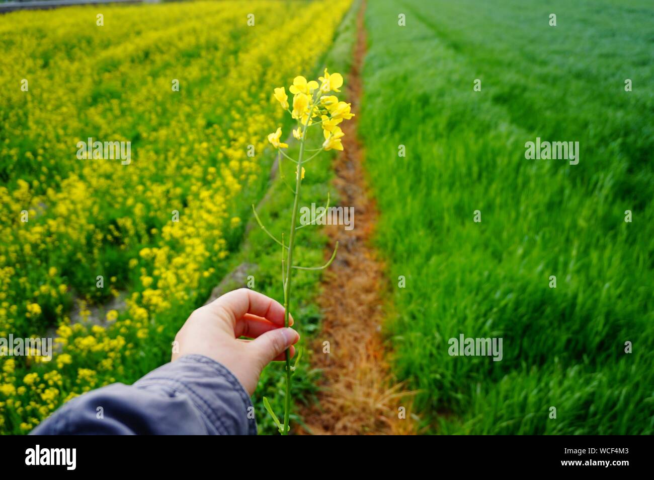 Persona in possesso di fiore in mano accanto al campo coltivato Foto Stock