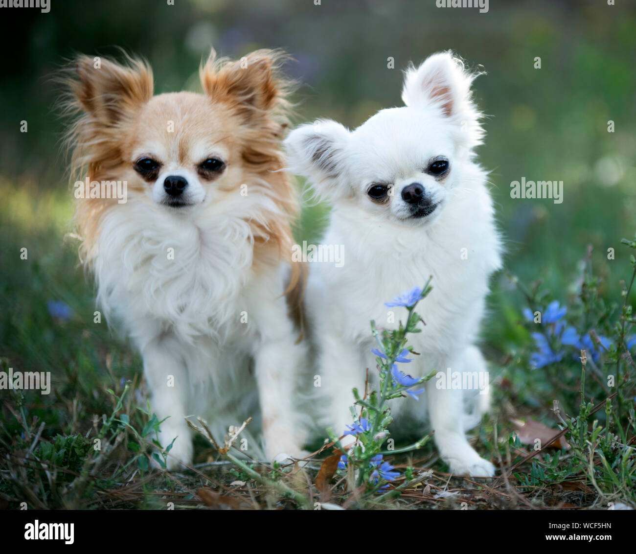 Poco chihuahua stabilite nella natura Foto Stock