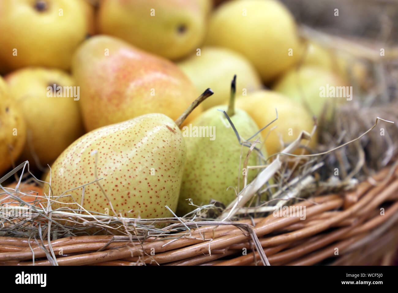 Pere mature su paglia in un cesto in vimini decorato con foglie di autunno. Harvest vacanza festosa, decorazioni, mercato di fattoria Foto Stock