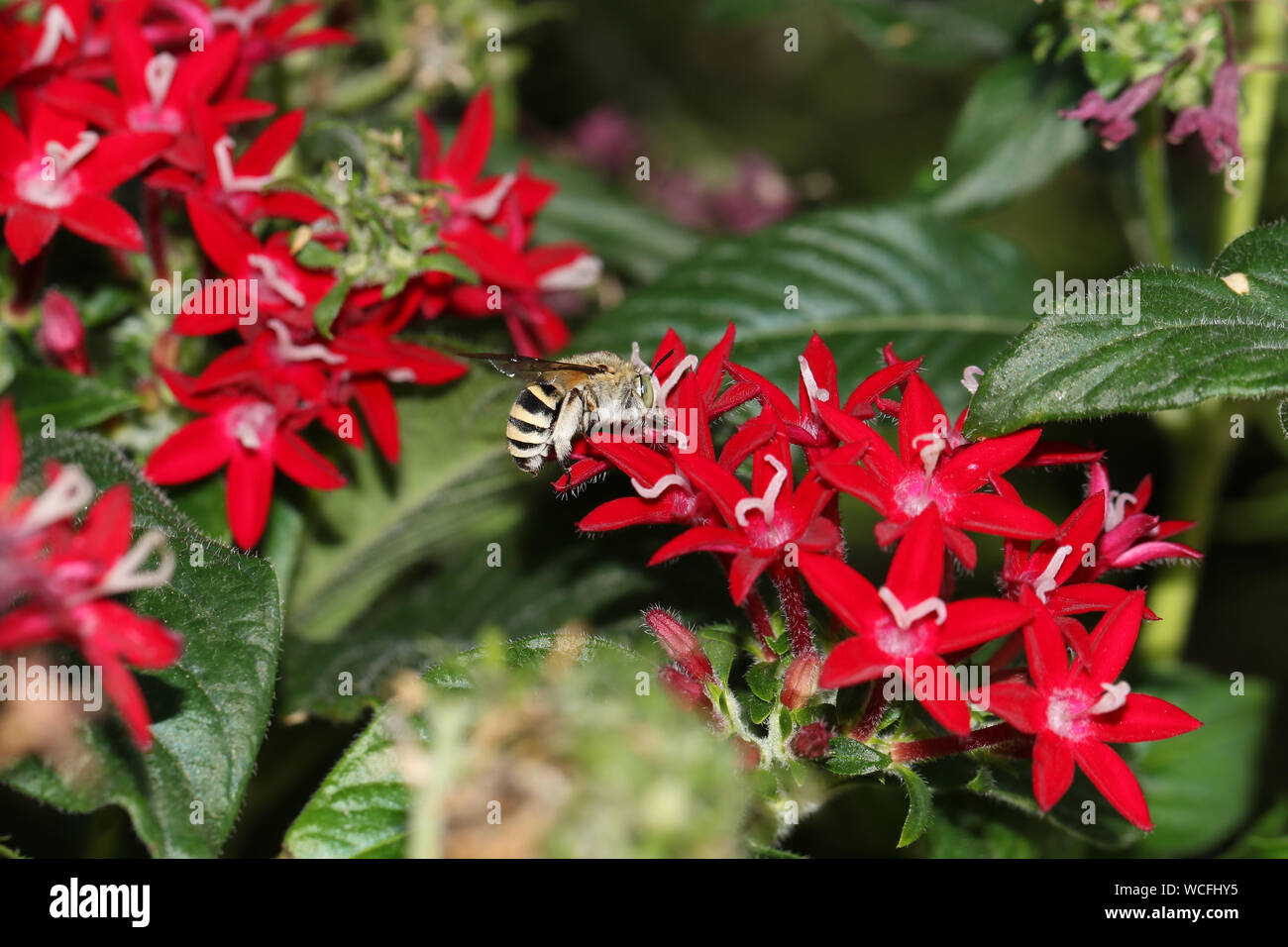 Un peloso nero e giallo bee un tipo di scavo latino ape amegilla famiglia alimentazione su un rosso pentas lanceolata chiamato anche un Egiziano starcluster fiore Foto Stock