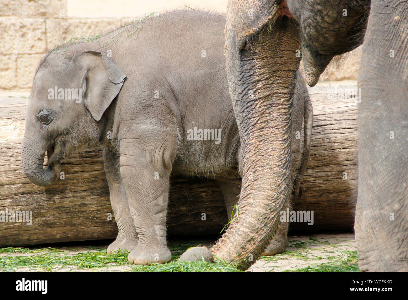 Little elefante indiano giocando, latino Elephas maximus indicus Foto Stock