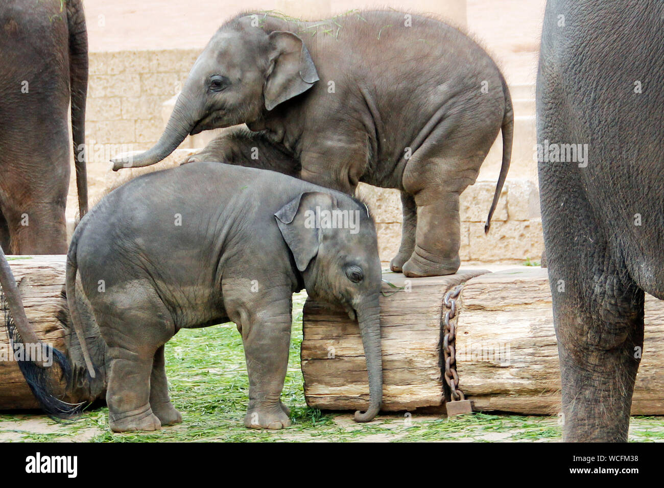 Due piccoli elefanti indiani giocando, latino Elephas maximus indicus Foto Stock