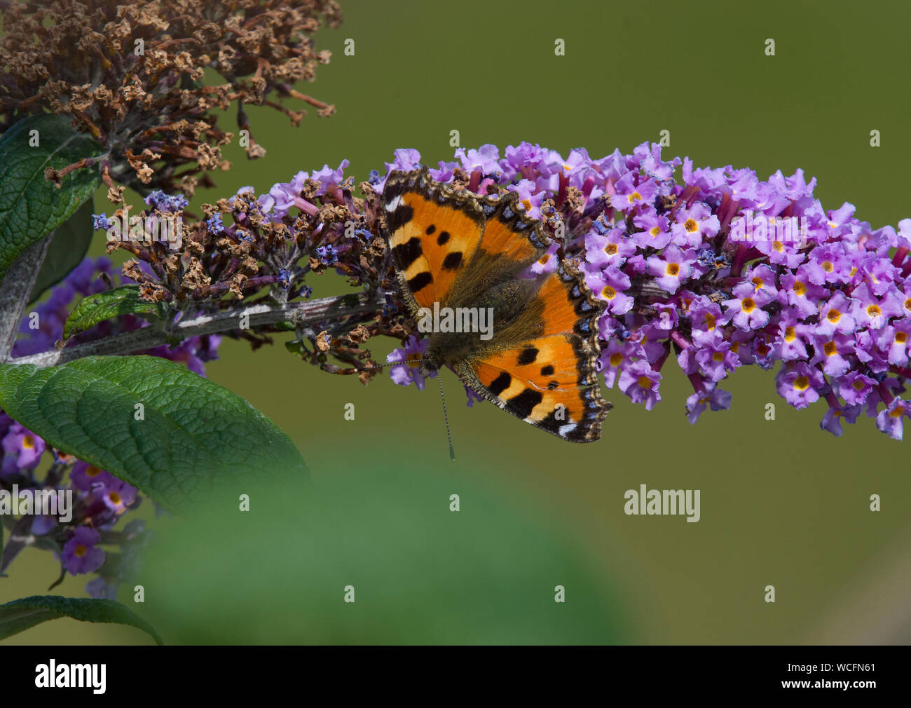 Piccola tartaruga, Aglais urticae, butterfly alimentando il nettare di un buddleia pianta in un paese di lingua inglese giardino, Lancashire, Regno Unito Foto Stock