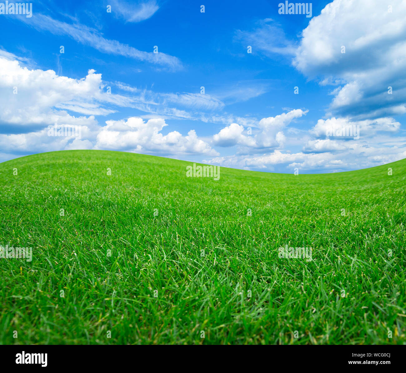 Campo verde contro il cielo blu con nuvole bianche. Foto Stock