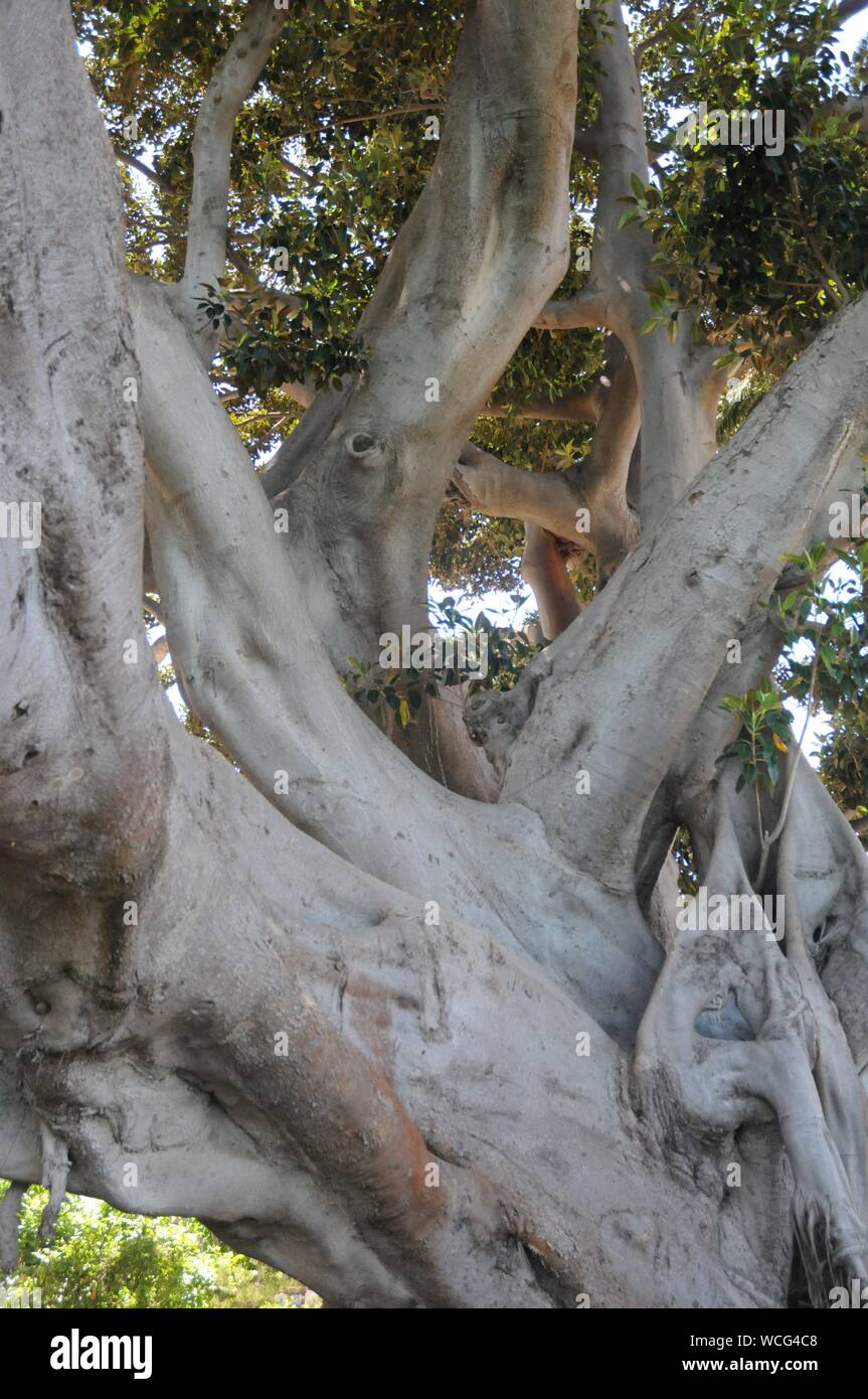 Giganteschi alberi di Ficus in Cádiz, Andalucía, Spagna Foto Stock