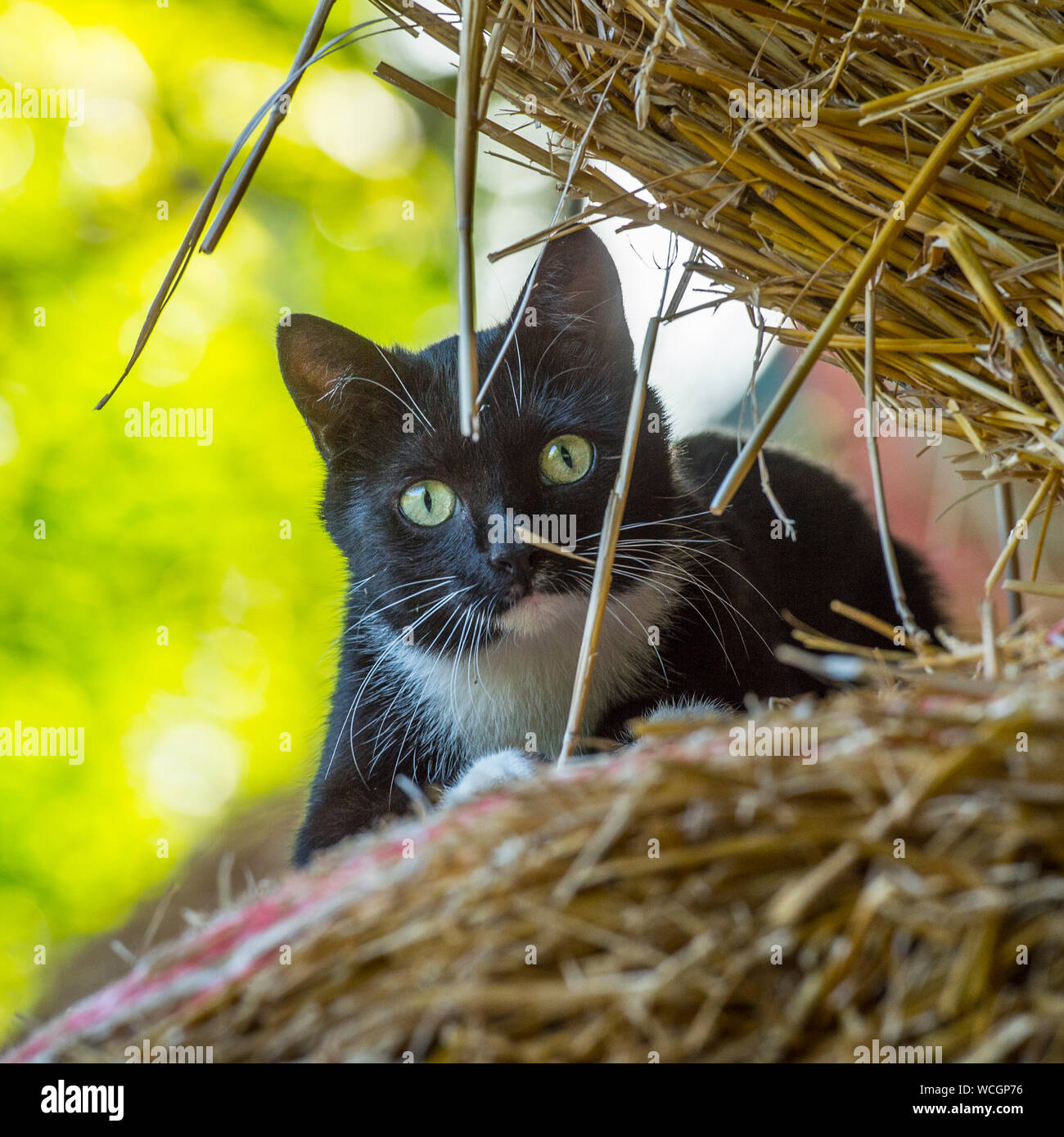 Bianco e nero cat Foto Stock