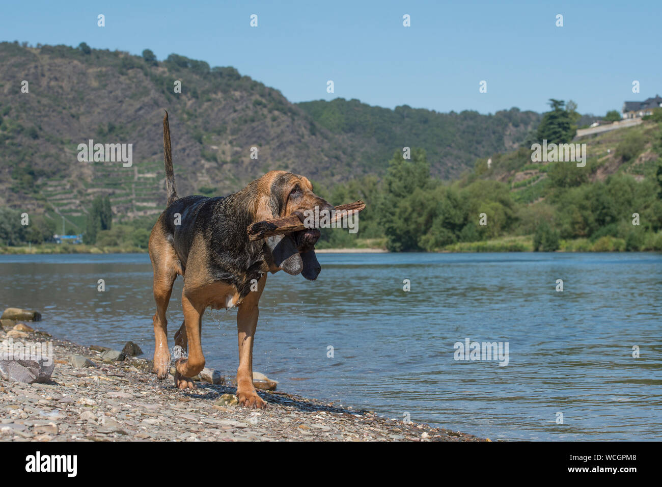 Bloodhound cane con bastoncino in bocca Foto Stock