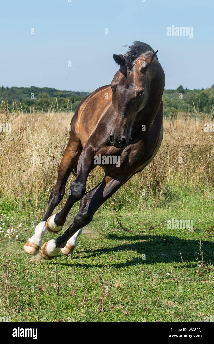 cavallo al galoppo Foto Stock