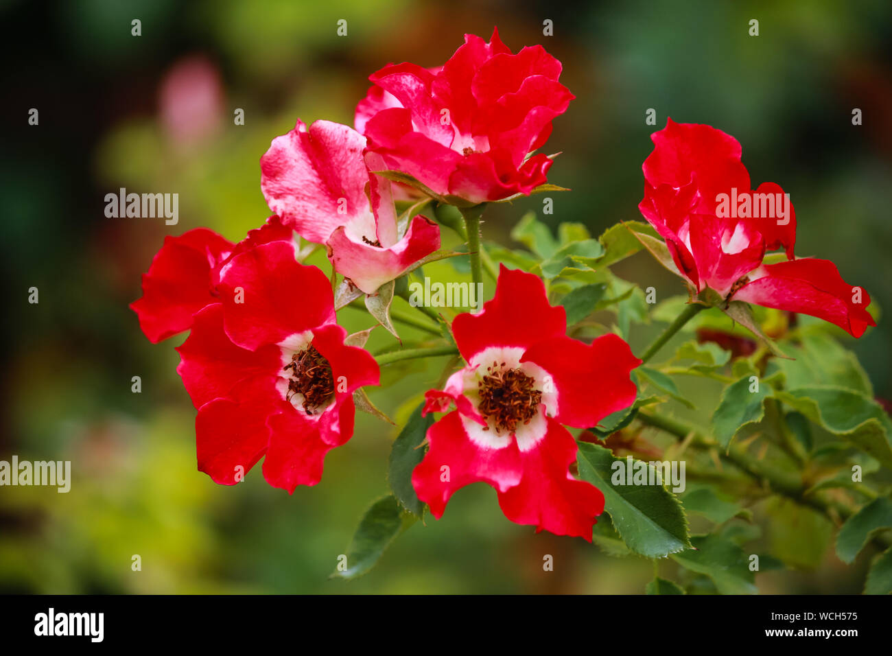 Rosa 'occhio' di vernice - cluster di rose fiori Foto Stock