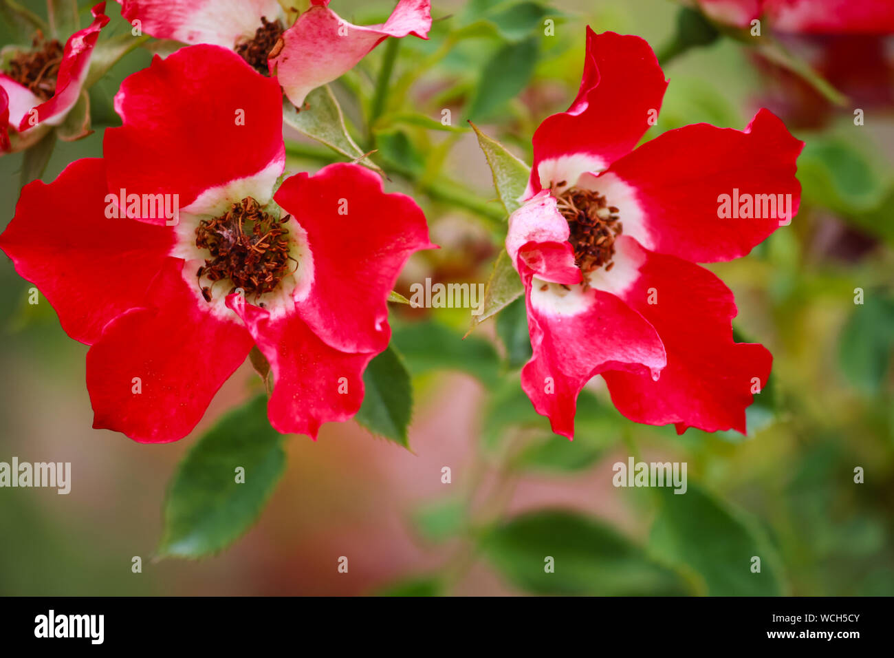 Rosa 'occhio' di vernice - cluster di rose fiori Foto Stock