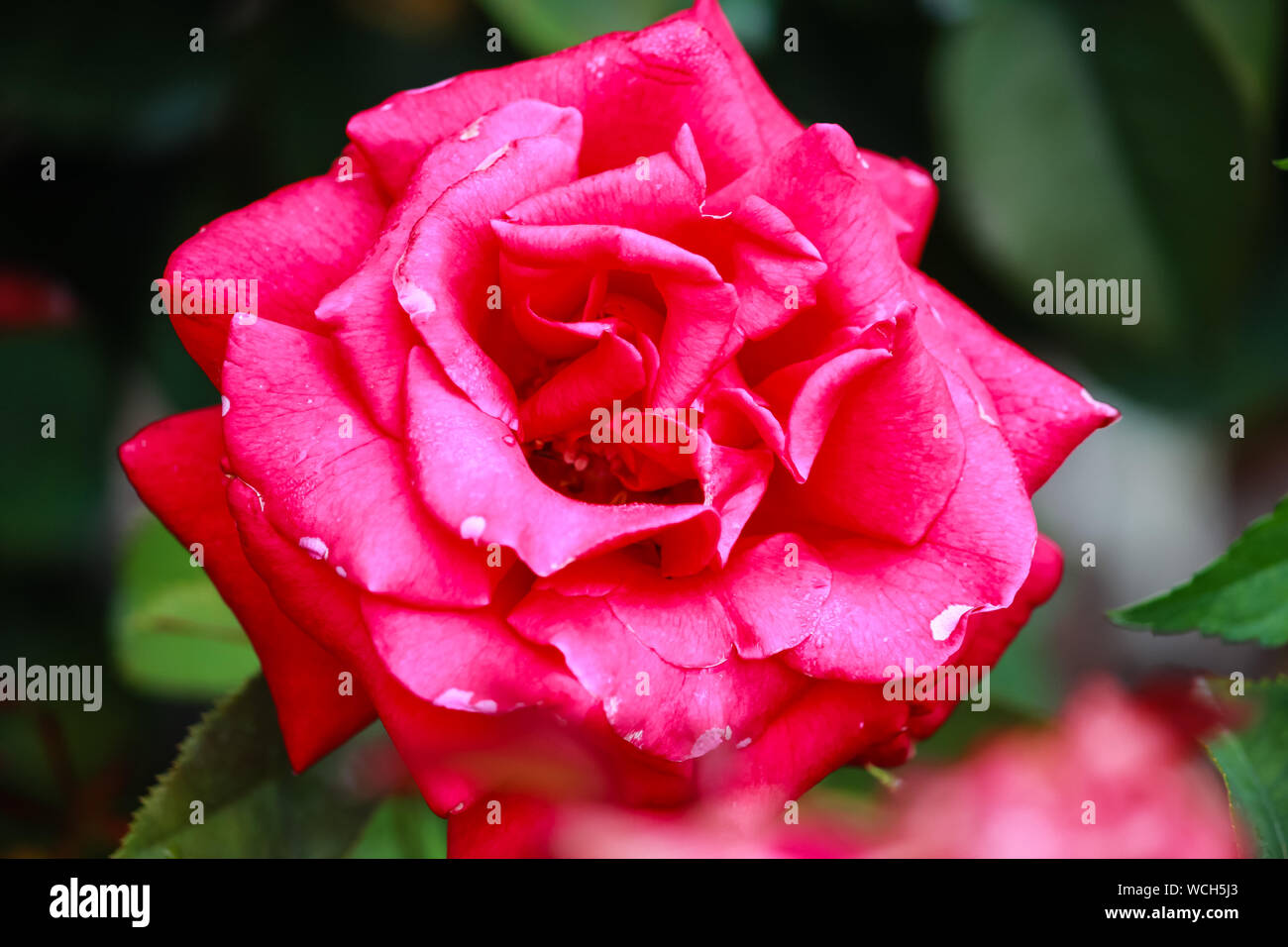 Firefighter Rose - Hybrid Tea - eccezionalmente profumato con rose fiore rosso Foto Stock