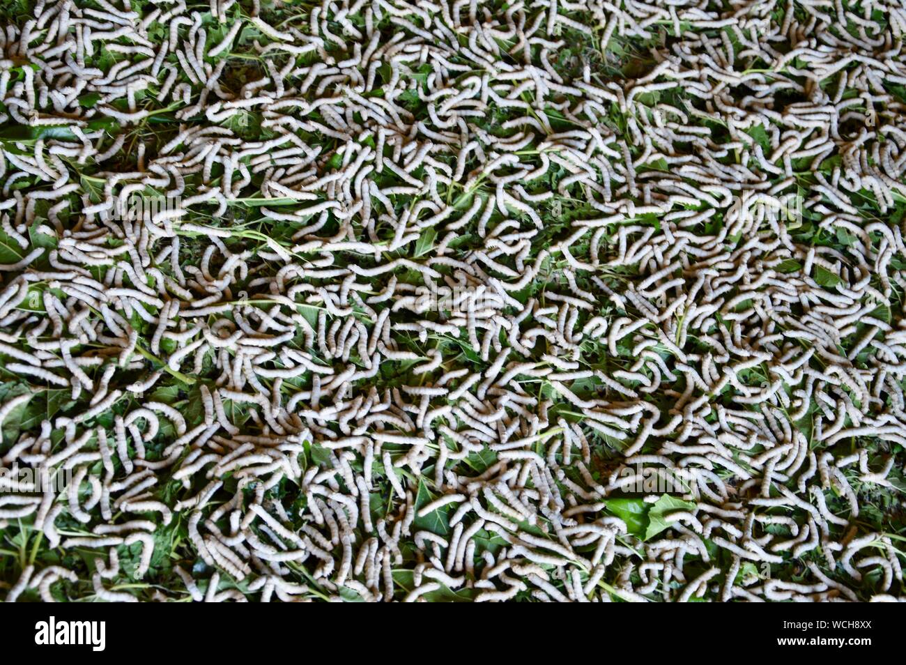 Splendida Cina - bachi da seta essendo alimentato, Foto Stock