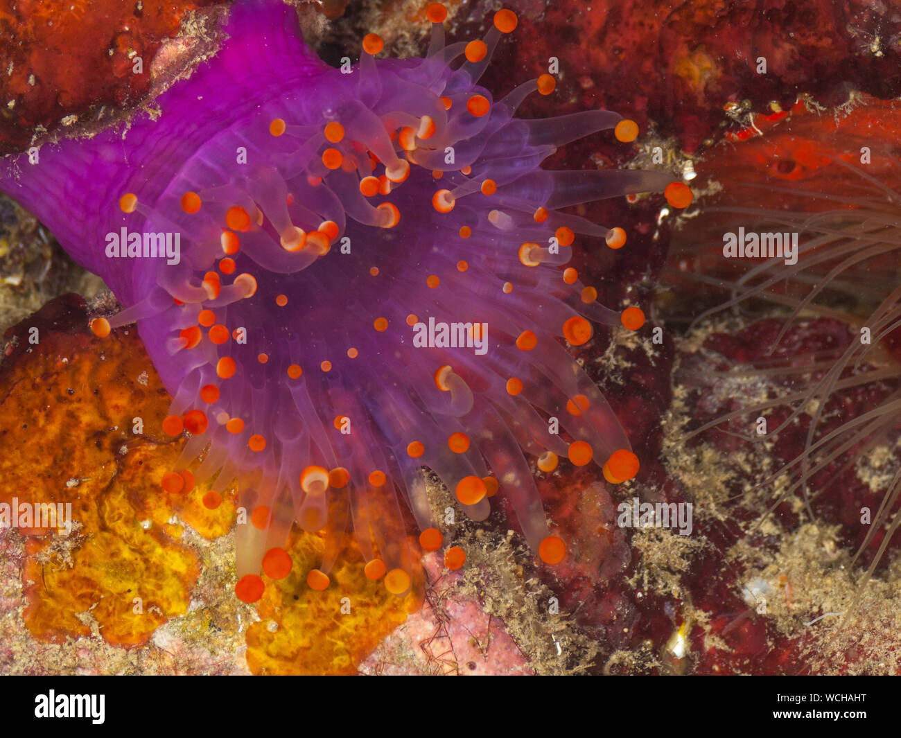 Arancio-sfera corallimorph (Pseudocorynactis caribbeorum) Foto Stock