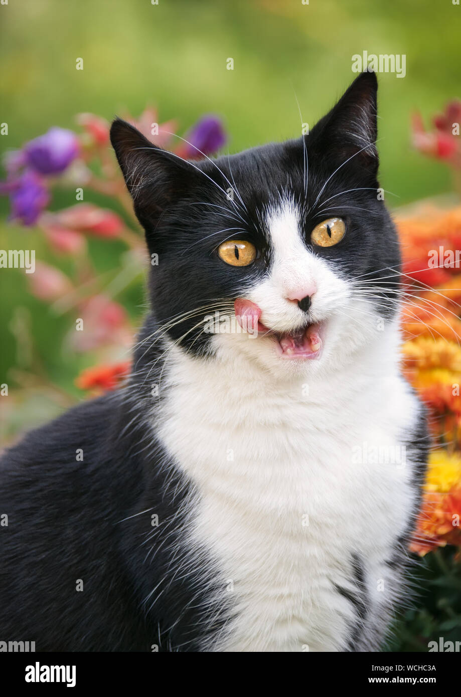 Cute cat, tuxedo pattern in bianco e nero bicolor, European Shorthair, lecca e puzza le sue labbra con la bocca aperta dopo aver mangiato, ritratto in un giardino Foto Stock