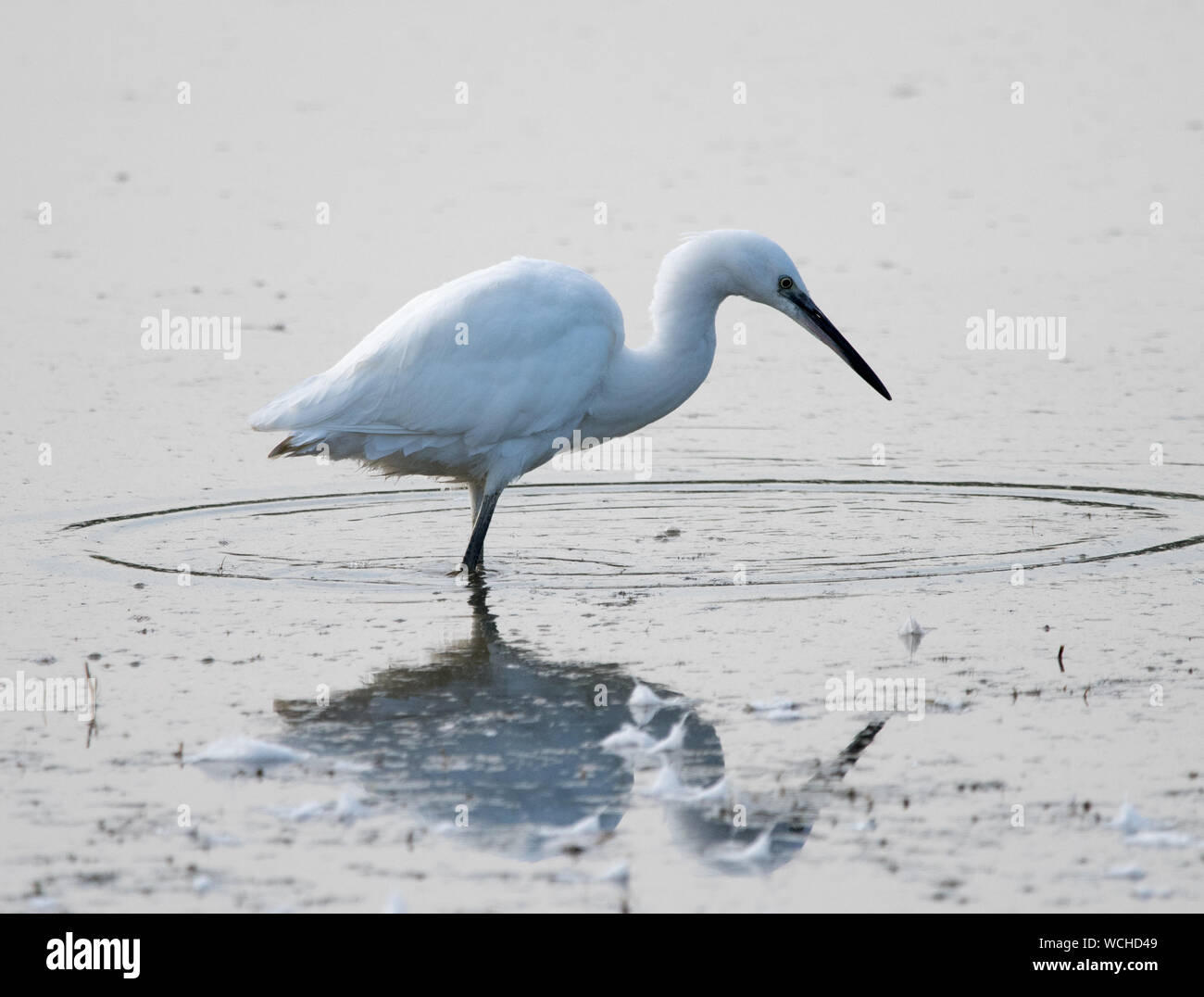 Garzetta (Egretta garzetta) Foto Stock