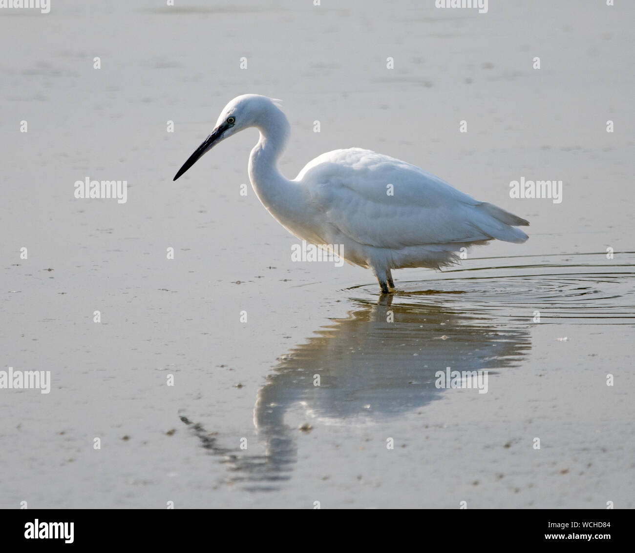 Garzetta (Egretta garzetta) Foto Stock