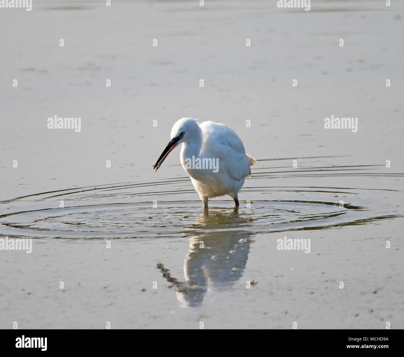 Garzetta (Egretta garzetta) Foto Stock