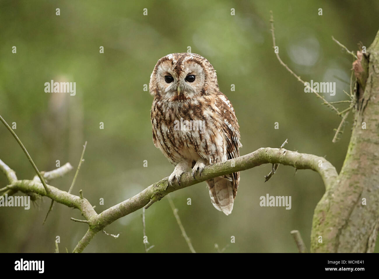 Allocco Strix aluco in un bosco, East Yorkshire, Regno Unito Foto Stock