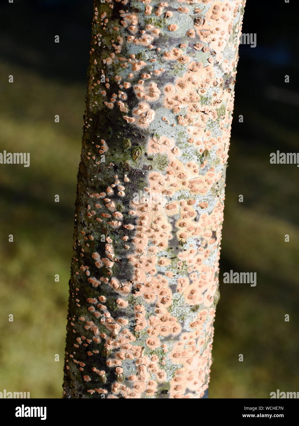 Spot di corallo fungo Nectria cinnabarina cresce su un pezzo di legno morto Foto Stock