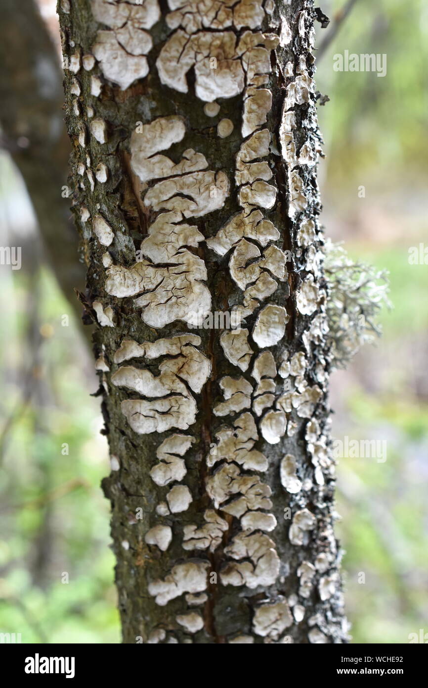 Spurgo crosta di latifoglie Stereum rugosum funghi che crescono su un tronco di albero Foto Stock