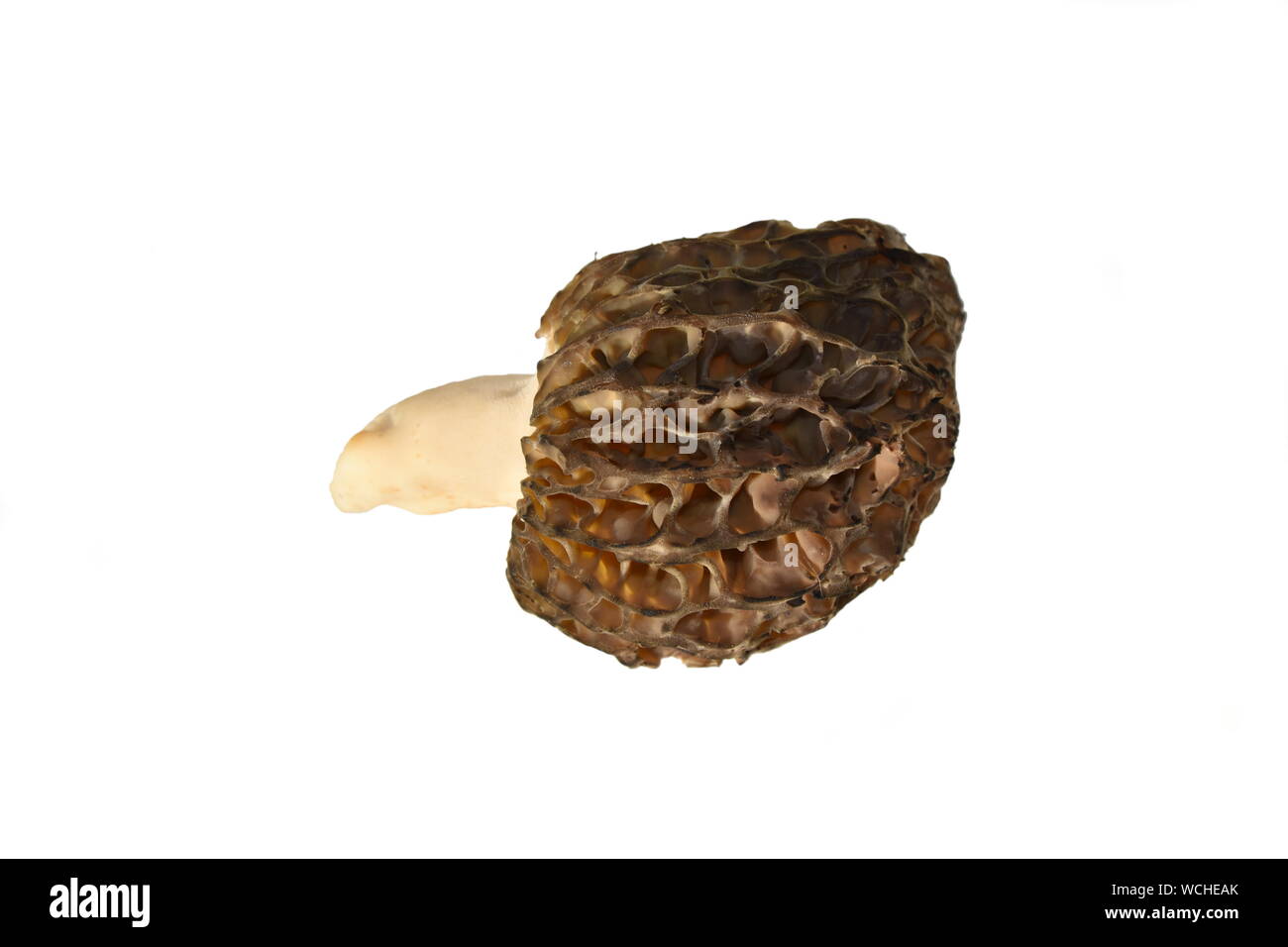 Il fungo vero morel Morchella esculenta isolato su uno sfondo bianco Foto Stock